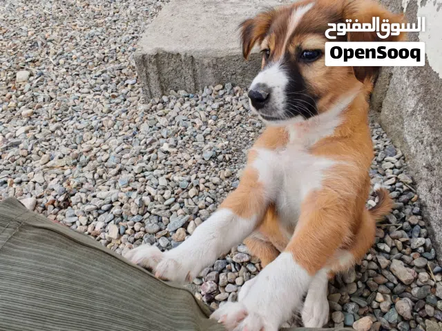 للبيع جراوي شوف الوصف