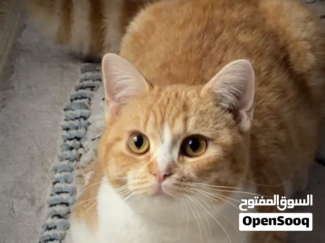 مكس سيامي للتبني