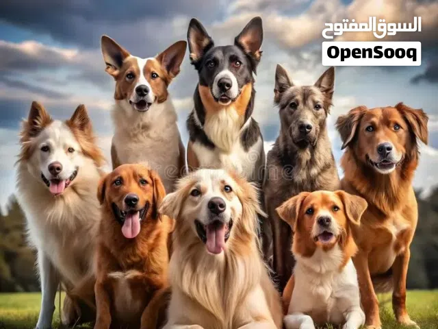 نتبني كلاب للتربيه