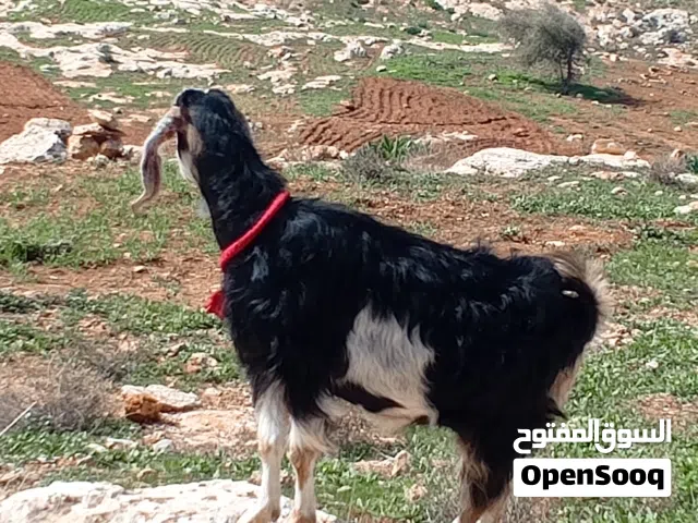 للبيع خمس معزا درار خشم ميلاد مقنوي