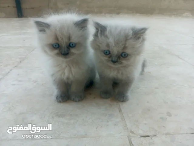 قطط هملايا للبيع ذكر وأنثى العمر شهر ونص لعوبات
