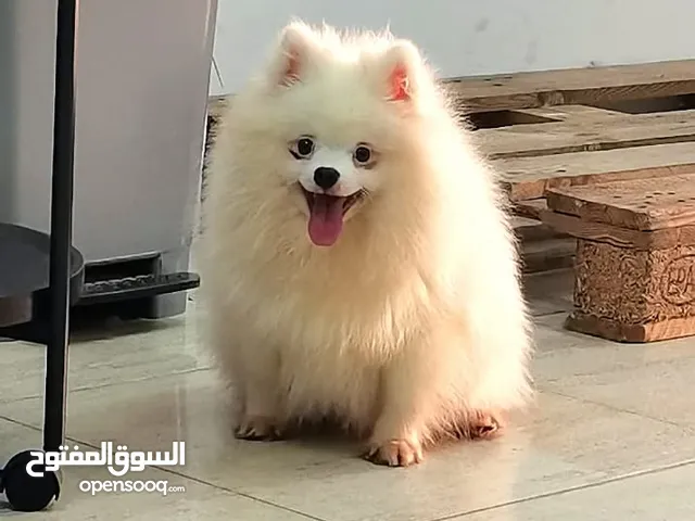للبيع كلاب بومرنيين للبيع2إناث وذكر واحد الابيض اقرء الوصف أو التفاصيل تحت من فضلك