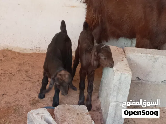 عنز وراها توم جديان