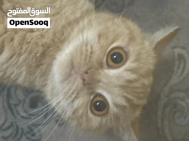 Cat understand English only