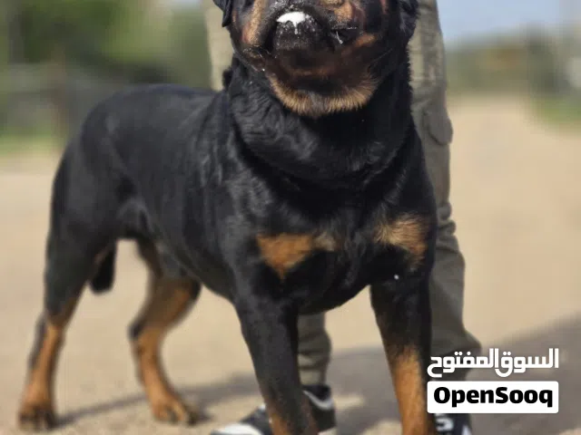 جراو روت وايلر جامبو حجم ضخم جمجمه عريضه من اضخم كلاب في الاردن