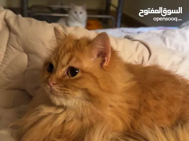 شيرازي حامل ملقحه بالكامل مع غراضها هديه !!