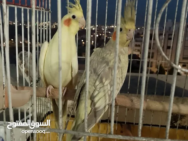 زوج كوكتيل للبيع