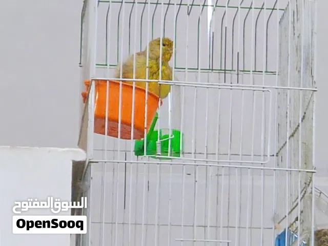 متوفر ذكر كناري شيرازي فووول الفوول