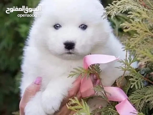 جراء سامويد.. Samoyed