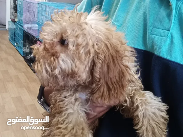 بودل عمر 3 شهور
