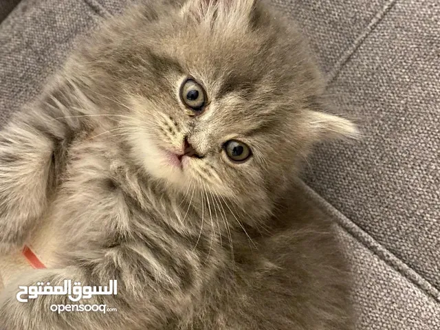 ذكر وانثى شيرازي بيور'اصل'الوان رمادي بني عمرهم شهر ونص دبدوبات نظيفات أليفات صحتهم ممتازه