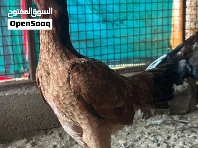 دجاجه للبيع