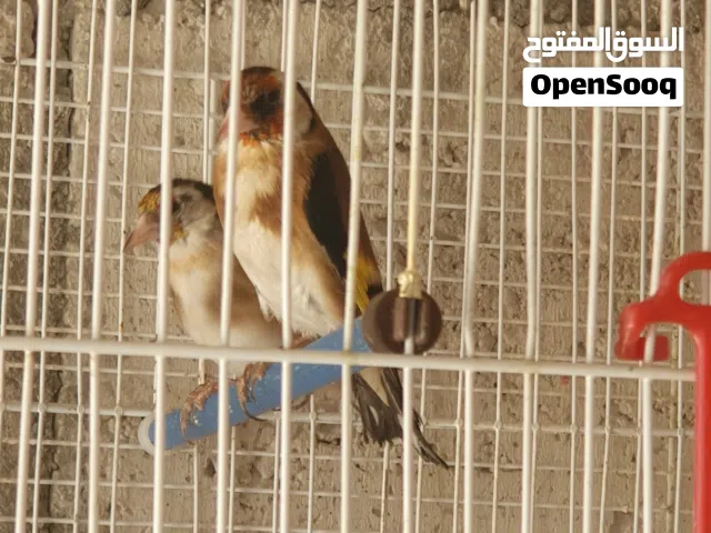 جوز حساسين فرخ عش