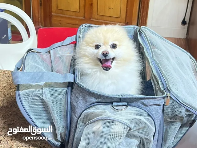 شنت أمريكيه الكلاب