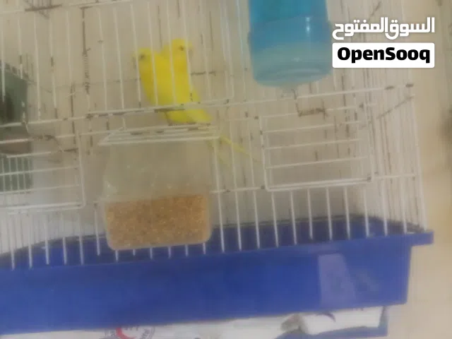 جوز كبار مطلوب فيهم 20 ما شاء الله لاتين واصفر صغار