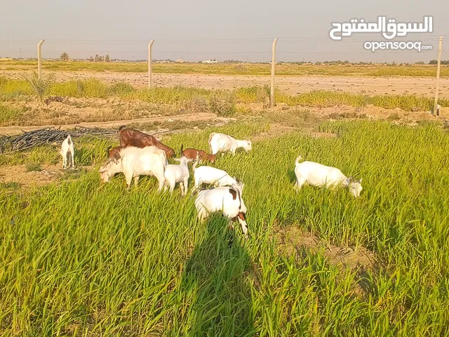 ماعز قطريات