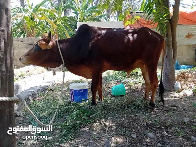 ثور عماني مطعوم طعام الدار