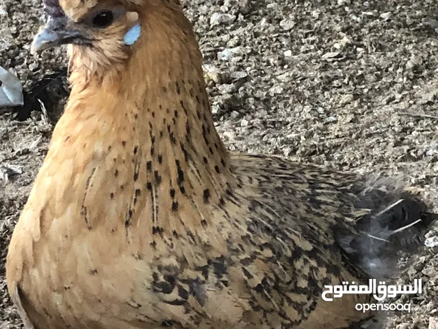 دجاج براهمي