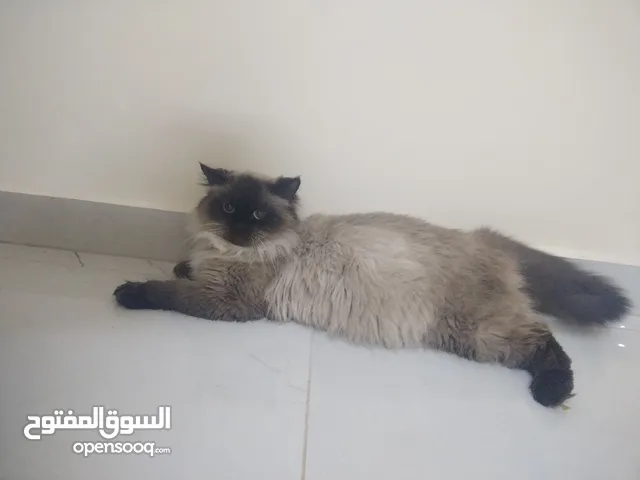 قطة هملايا عمرها سنة وشهرين
