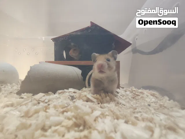 هامستر للبيع