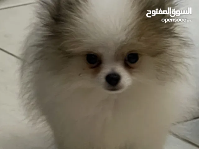 كلب البومرينيان