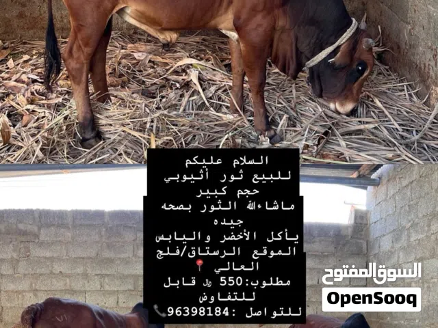 ثور أثيوبي  حجم كبير ماشاءالله