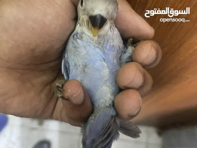 فرصة مميزة  3 فروخ روز أليفين ألوان نادرة وجاهزين للتربية