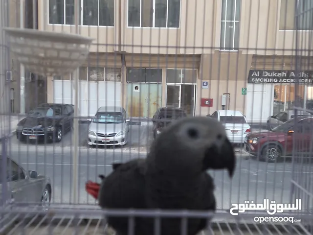 بغبغاء كاسكو