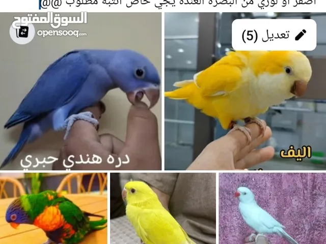 تفاصيل بالصوره مطلوب ابيض او اصفر دره او ل او كاريكي الراهب او لوري مخلف اليف