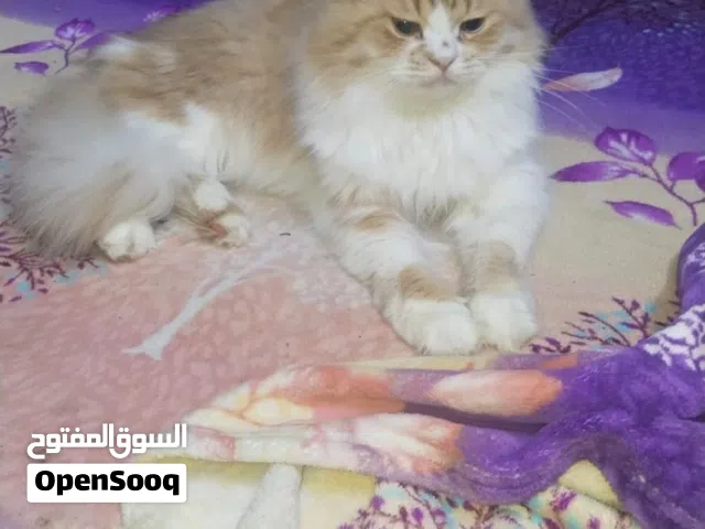 متاح دكر عمر 5 شهور