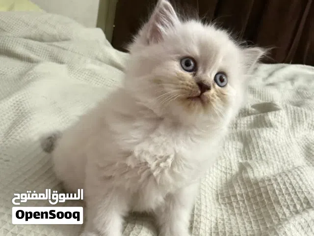 Small kitten girl. 43days