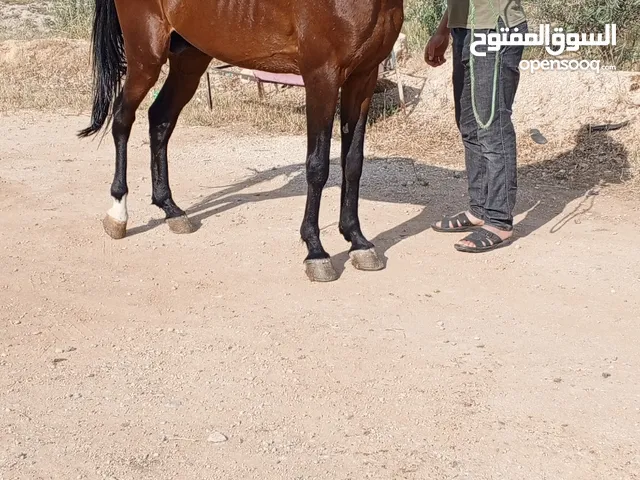 حصان للبيع او البدل