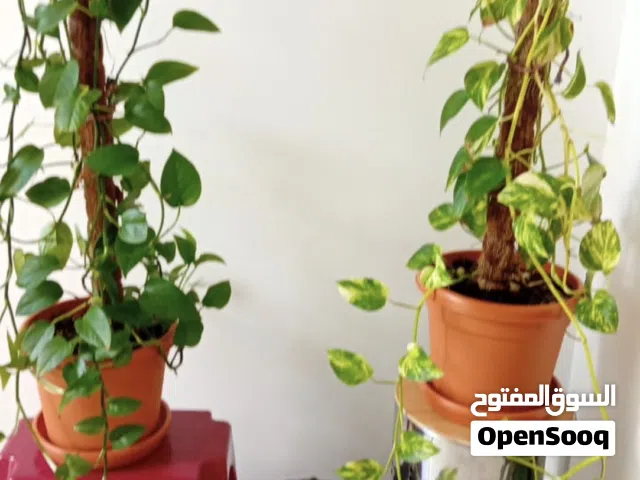 Money Plant
