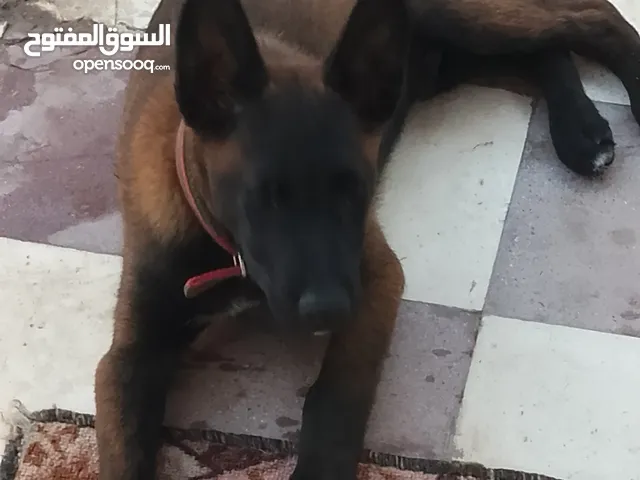 كلب منيوا البيع لأعلى سعر عمرة شهرين ونص