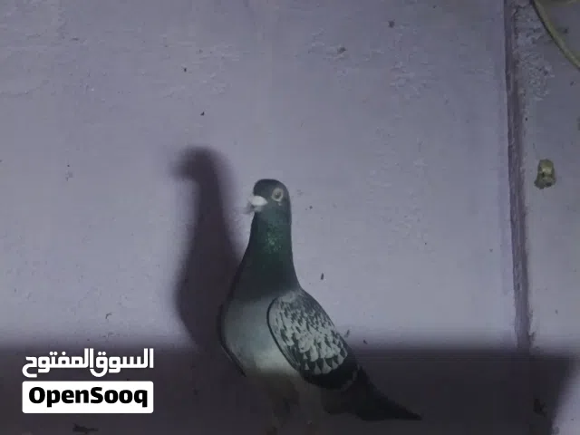 زواجل نثيه وفحل لفحل يخبل مفكوك من لعماره ونثه خاسفه تريد تبيض كلش حلوه