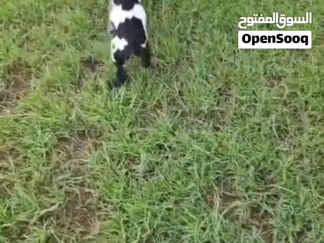Dwarf baby goats for sale
