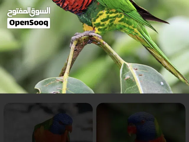 مطلوب انثى لوري بعمر فوق السنتين