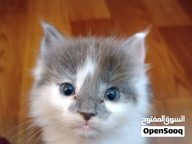 Persian kit available for sale