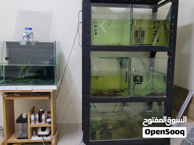 سعر جيد جدآ 6 احواض سمك مع ستند كل حوض معاه كل الأغراض و زينة و ملتزمات