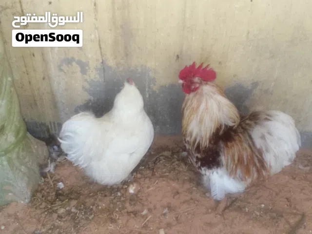 كوبيه استرالي ربي يبارك