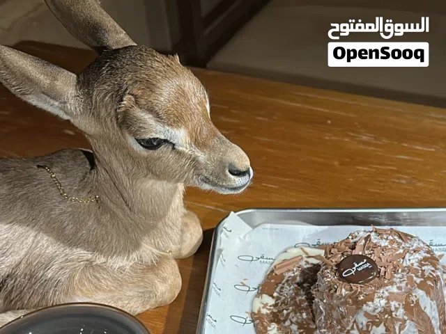 غزال ذكر ديماني