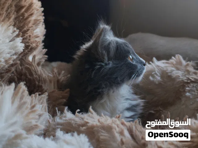 قط (أنثى) شانشيلا عمر 3 اشهر