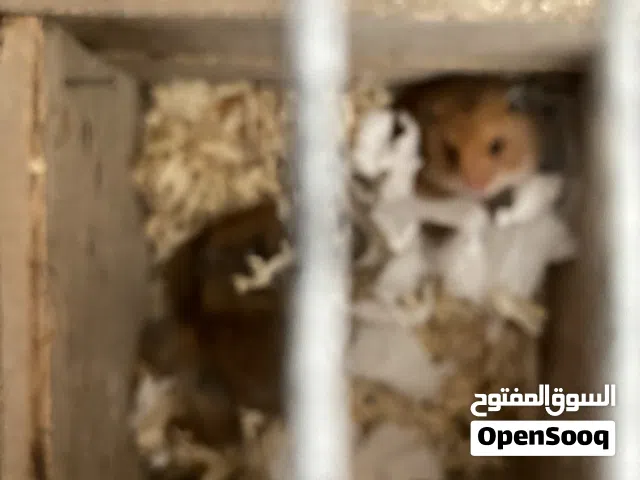 انثى هامستر مع فراخه او للبيع الفراخ