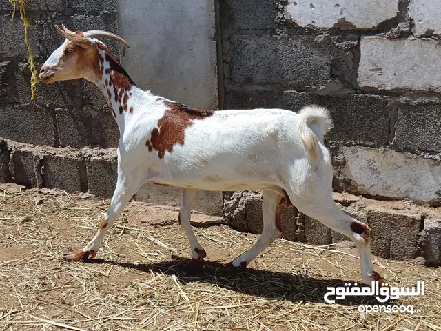 شاه صلاليه الحجم الكبير شاه تاوم كل موسم وحليها وافر ما شاء الله