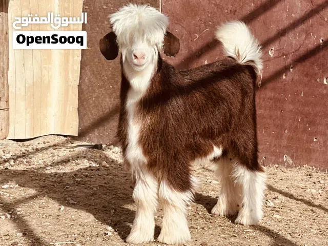 جدي / صخل من حلال الرحوب للبيع