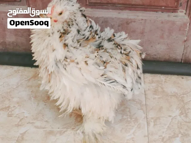 دجاج الكوشن القزم