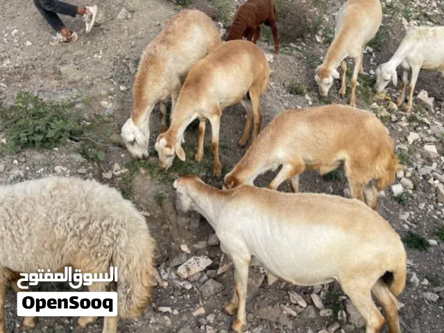 8 رخل للبيع صلاتي على النبي بسعر مناسب
