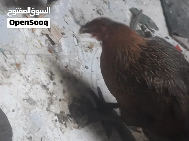 دجاجه مع 2 كتاكيت للبيع
