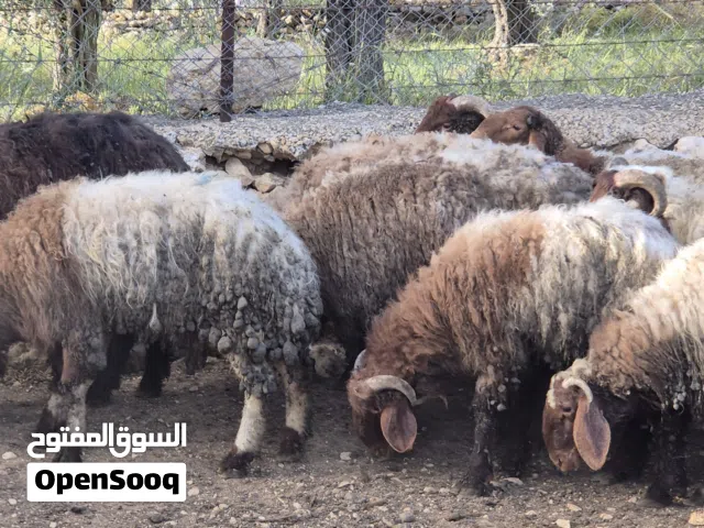 خرفان للبيع النوع : بلدي  الاوزان :60 الى 75 كيلو