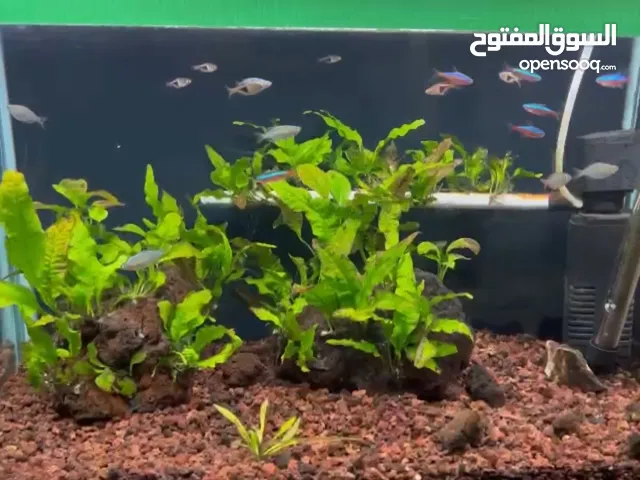 حوض سمك مزروع نبات طبيعي